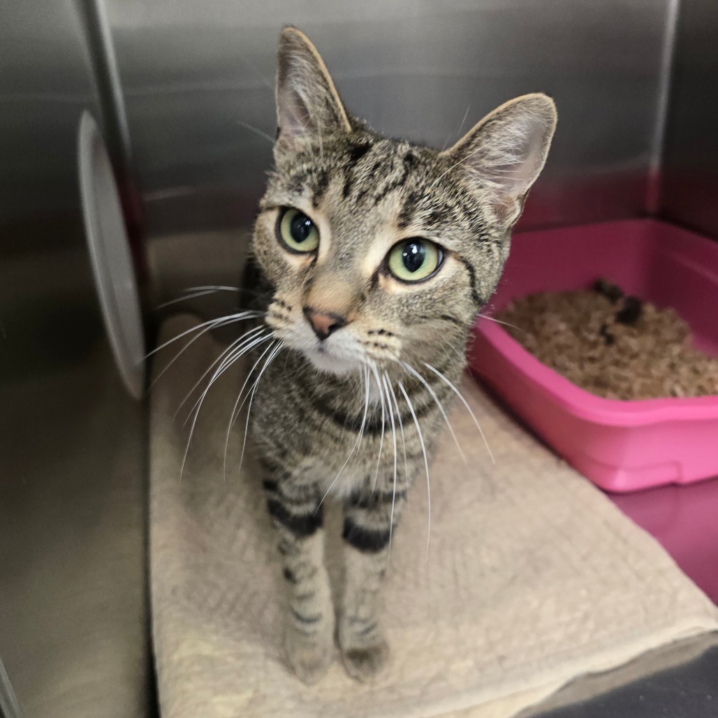 Denzie, an adoptable Domestic Short Hair in Spokane, WA, 99202 | Photo Image 1