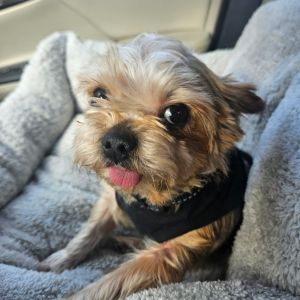 Sugar Belle is an adorable 7-8 year old 8 pound Yorkie She is super sweet and good with other dogs