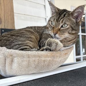 Otis, Adult Male Domestic Short Hair