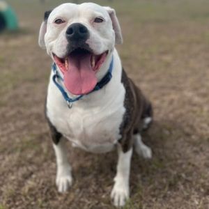 Shiva, Adult Female American Bulldog