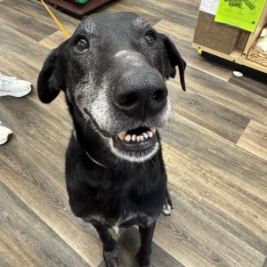Joey, Senior Male Black Labrador Retriever