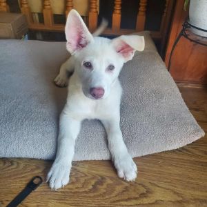 Roy Kent, Baby Male Shepherd