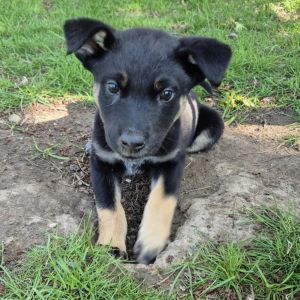 Sheridan, Baby Male Shepherd