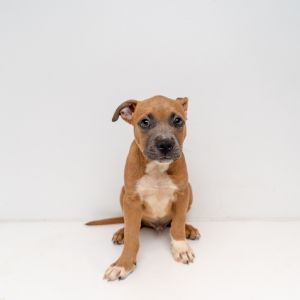 Rip Mixed Breed Dog