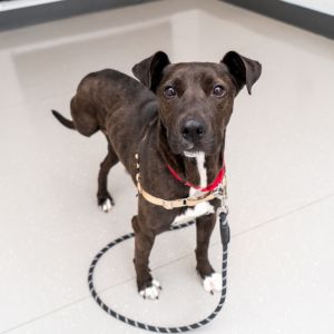 Cordelia was shot-shattering the bone in one of her back legs and leading to its amputation She rec