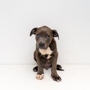 Yeehaw Meet our Yellowstone puppies This rowdy crew is actually pretty cute and cuddly if were b