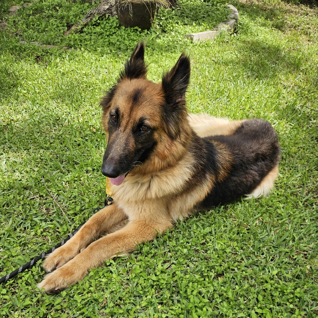 Shepalicious