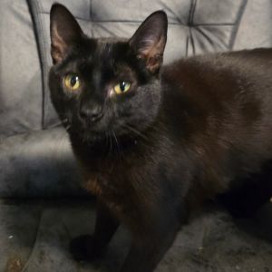 Boone, Young Male Domestic Short Hair