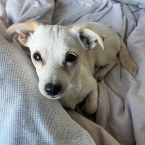 Our recent hoarding case rescues have only arrived this week so we dont know a lot about them We