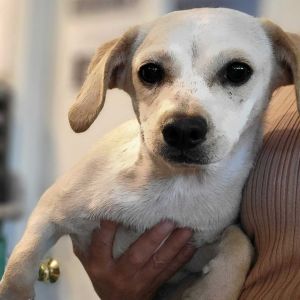 Looking for a dog-friendly pocket size companion to add to your life Look no further these little