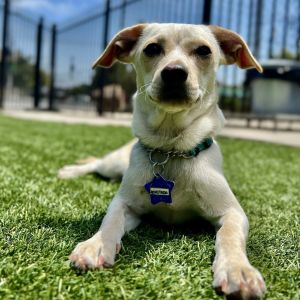 Looking for a dog-friendly pocket size companion to add to your life Look no further these little