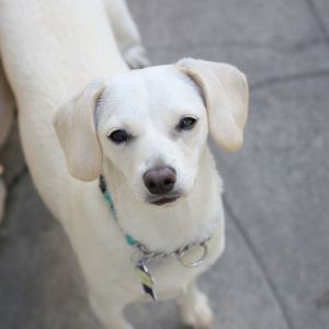 Looking for a dog-friendly pocket size companion to add to your life Look no further these little
