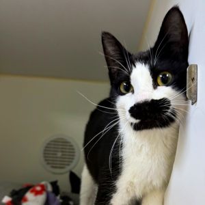 Jenga and Monopoly are ready to bring the fun and games into your home This adorable bonded pair o