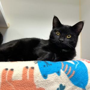 Jenga and Monopoly are ready to bring the fun and games into your home This adorable bonded pair o