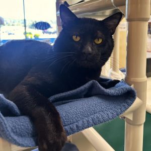 Bryce is a big cheeked hunk of love This handsome 3-year-old is eager for a fresh start He was fou