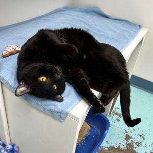 Bryce is a big cheeked hunk of love This handsome 3-year-old is eager for a fresh start He was fou