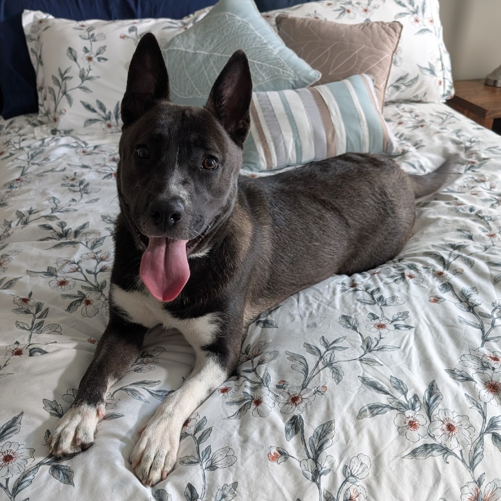Bruni K9