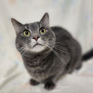 Houdini, Adult Male Domestic Short Hair