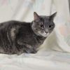 Houdini photo 4
