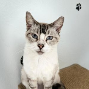 Kiki