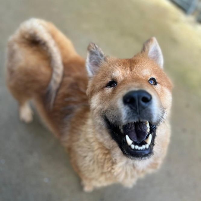 Bubu