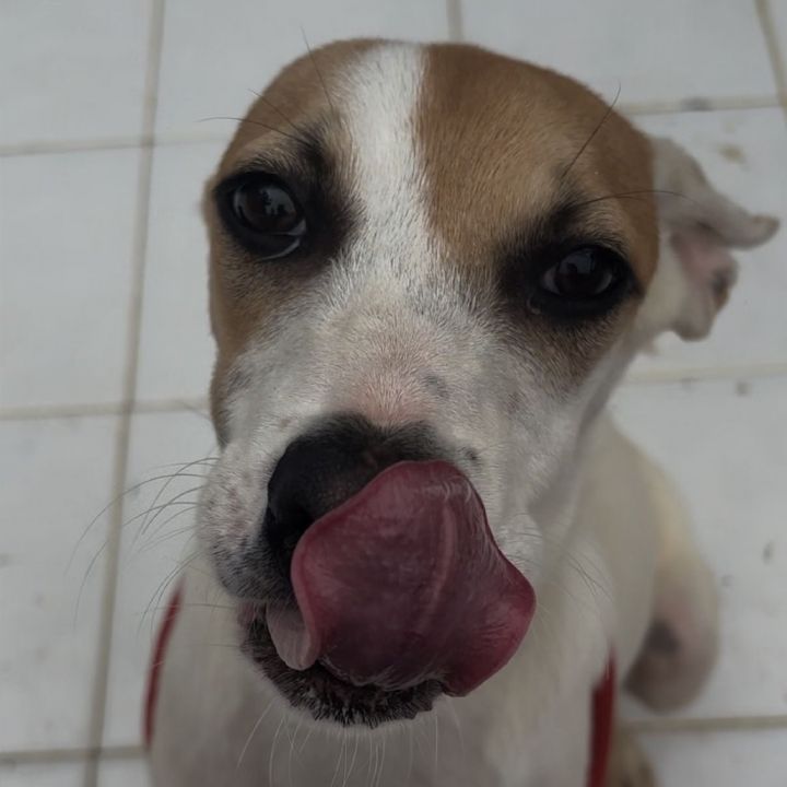 Paulo 1