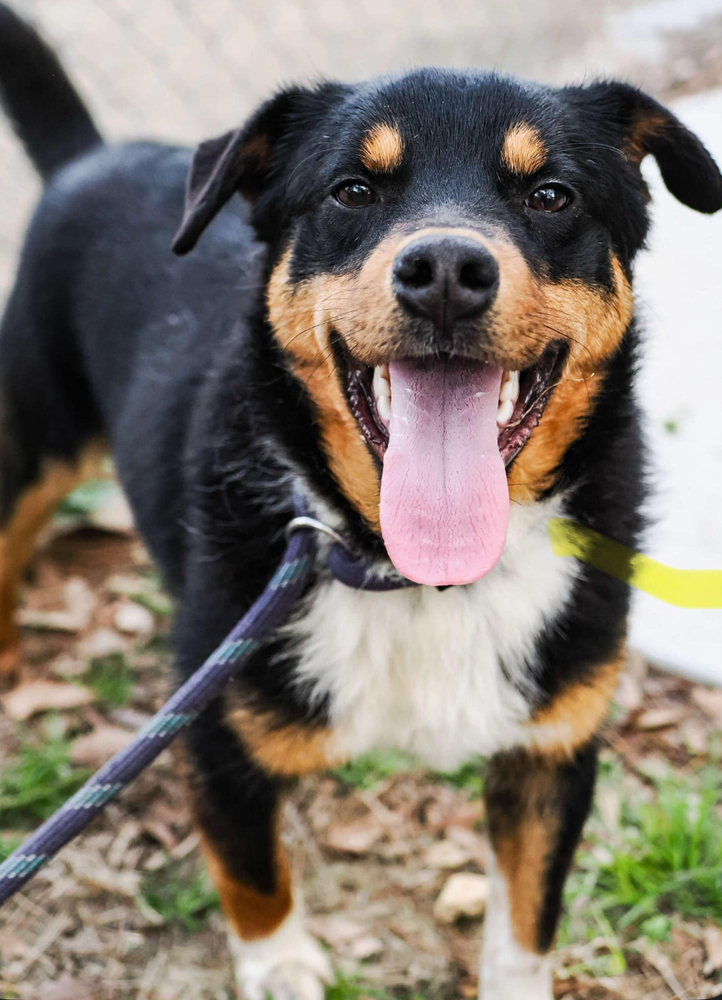 Toby the Terrific