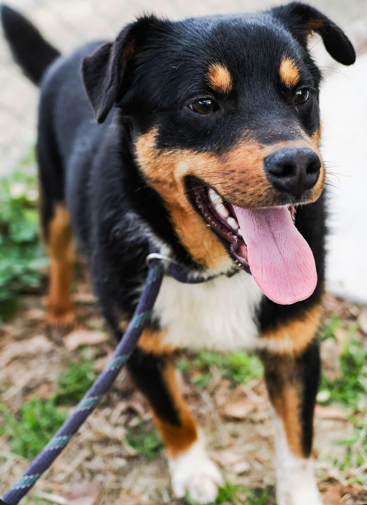 Toby the Terrific