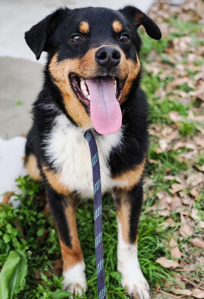 Toby the Terrific