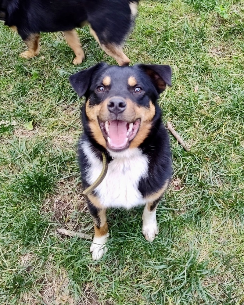 Toby the Terrific