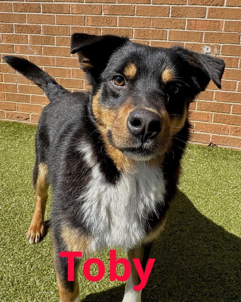 Toby the Terrific