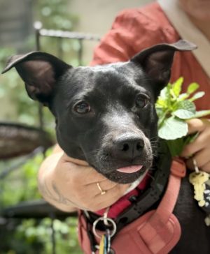 Available for Foster-to-Adopt Meet Bunny Bunny is a 1-year-old 29-pound terrier mix from New York