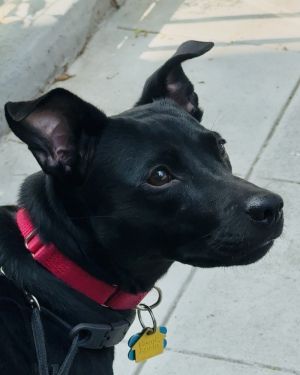 Available for Foster-to-Adopt Meet Bunny Bunny is a 1-year-old 29-pound terrier mix from New York