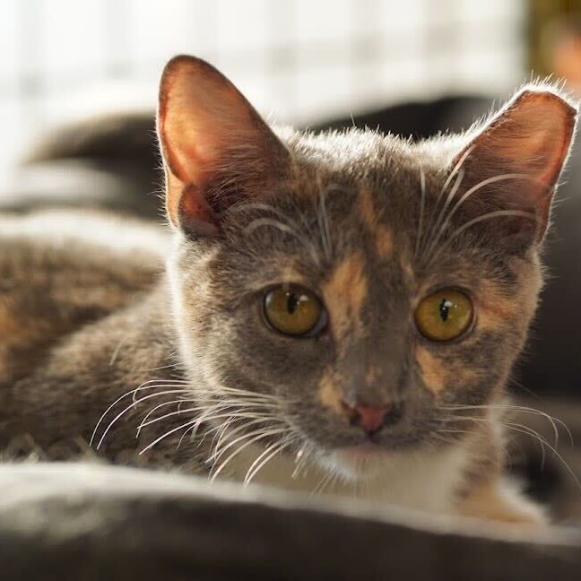 Prism(Bonded with Pixel) 1