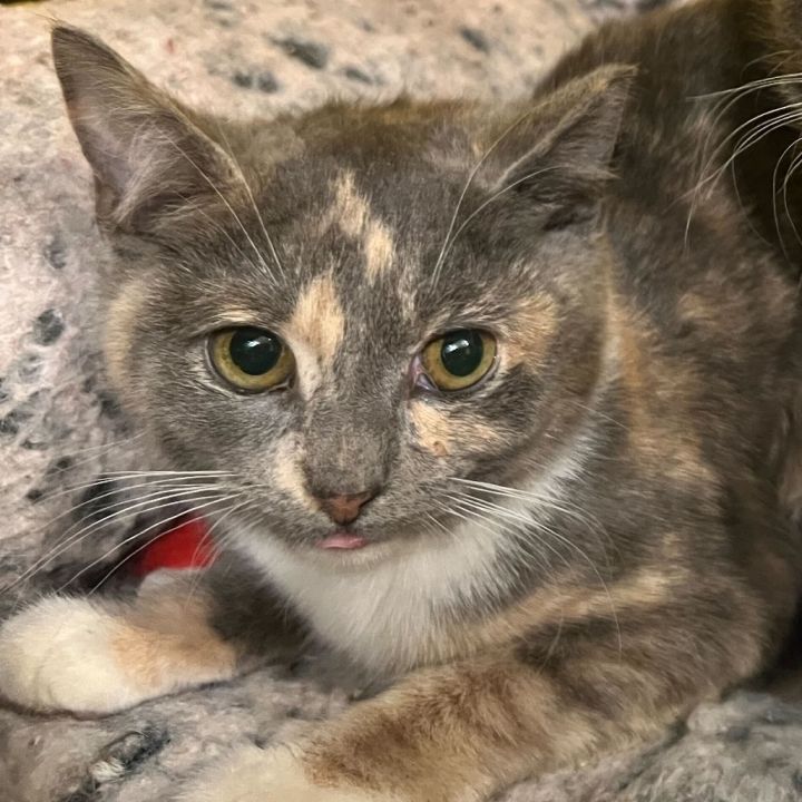 Prism(Bonded with Pixel) 2