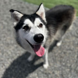 Meet Arctic the lovable social cuddle bug with a heart of gold Arctic is all about affection-hel