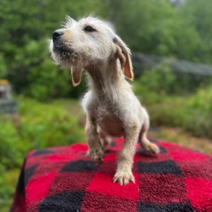 Blizzard is a sweet little Texas pup who arrived by private jet to Washington from a shelter with hi