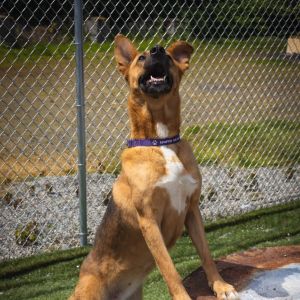 Shena for short is arriving next week from Texas We pulled her from a list of longer residents Thi