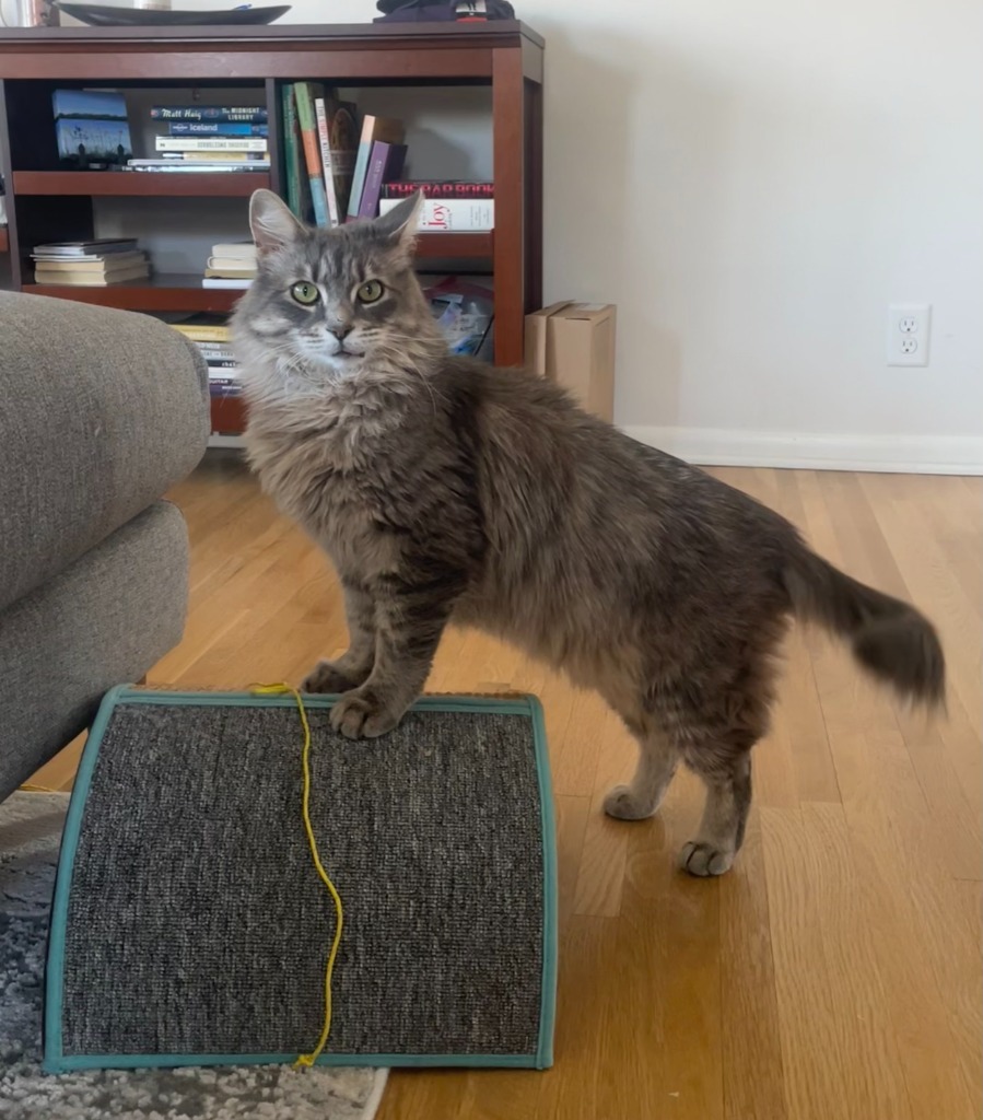 Scrabble (Special Needs)