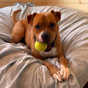 Sadie, Adult Female unknown