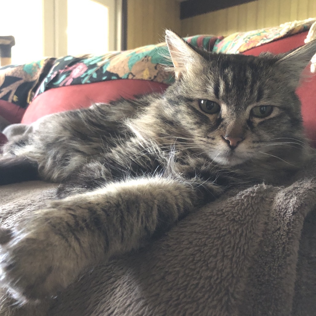 Sweet William