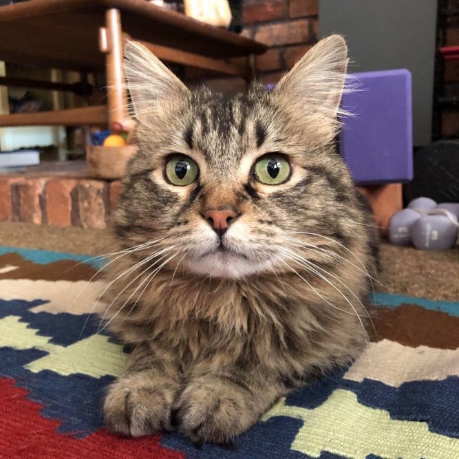 Sweet William