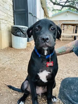 Beryl, Baby Male Australian Kelpie