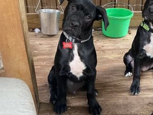 Flint, Baby Male Australian Kelpie
