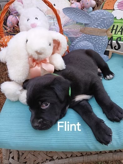 Flint 3