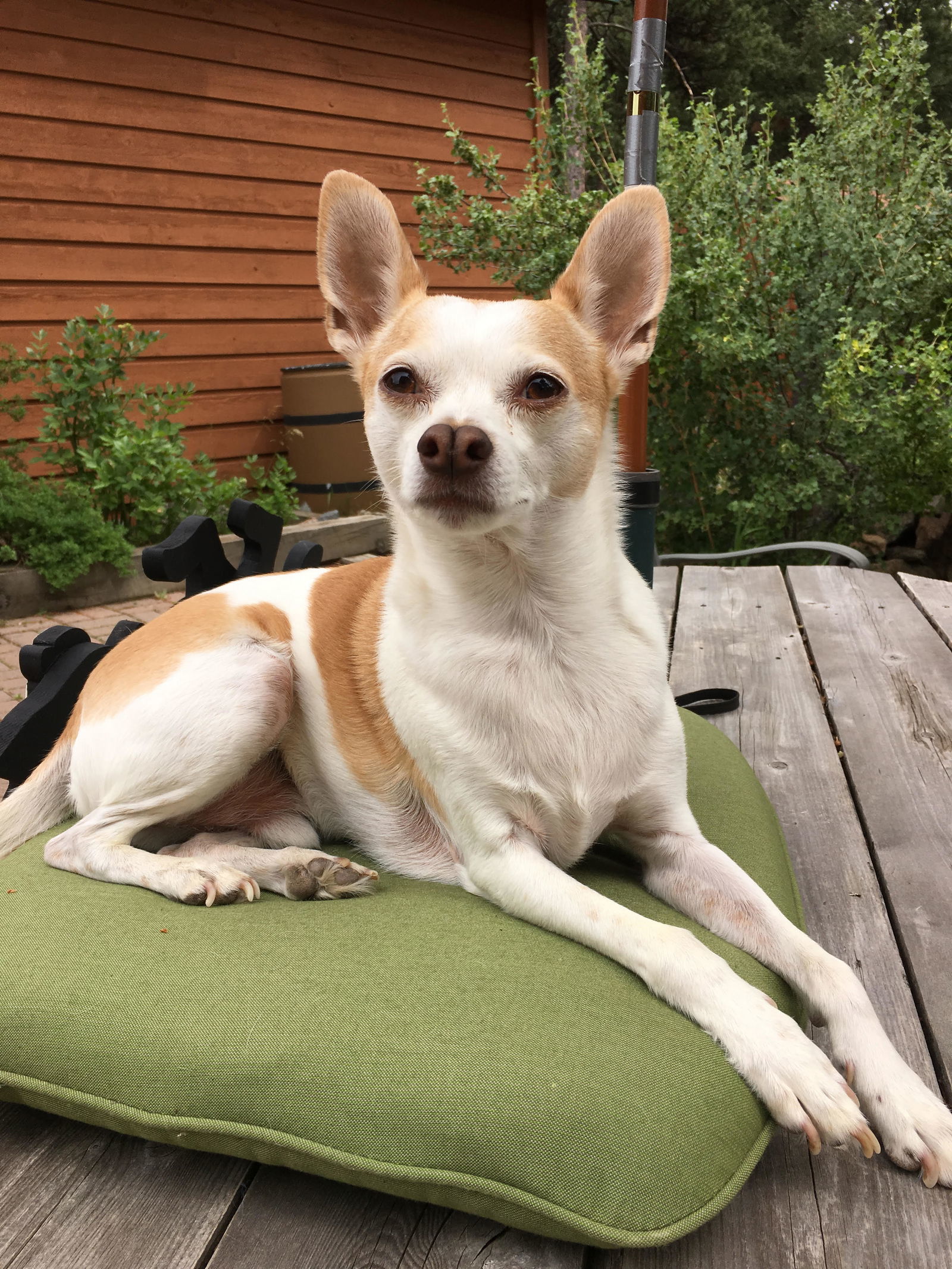 Gizmo Summertime Sponsor