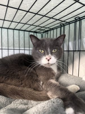 Angel, Senior Male Domestic Short Hair