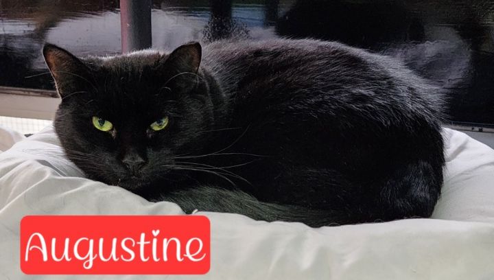 Augustine 1