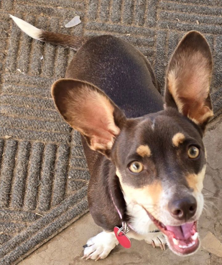 Luna Chi Weenie 1