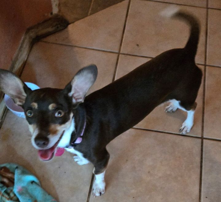 Luna Chi Weenie 2